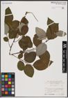 Foto von Salix caprea L.